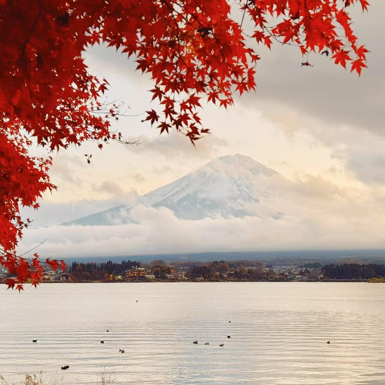 Read Leaves & Mt Fuji